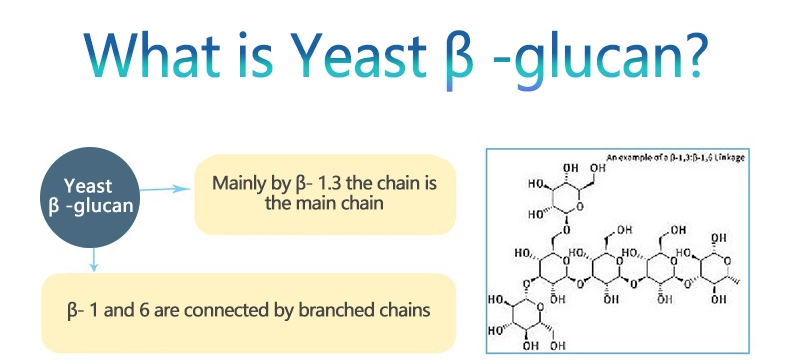 High Quality Enriched Yeast Extract 70% Beta Glucan Powder